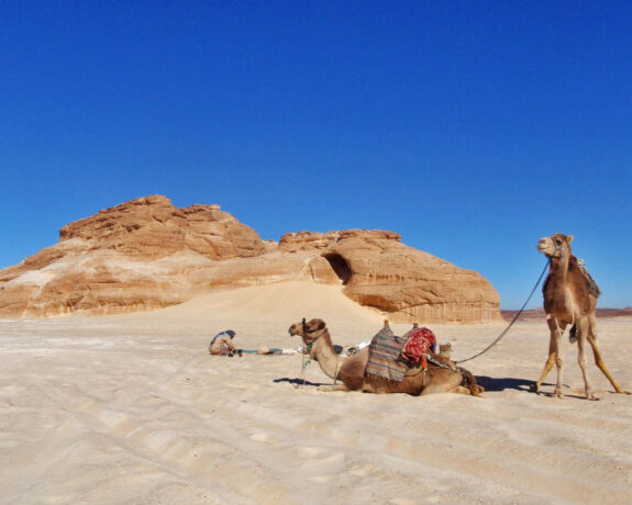 Charming Camel Trekking